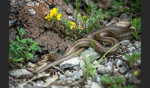 Schlingnatter (Coronella austriaca)