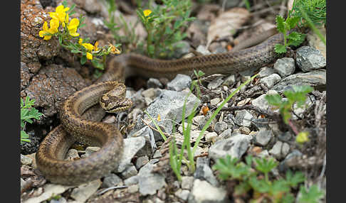 Schlingnatter (Coronella austriaca)