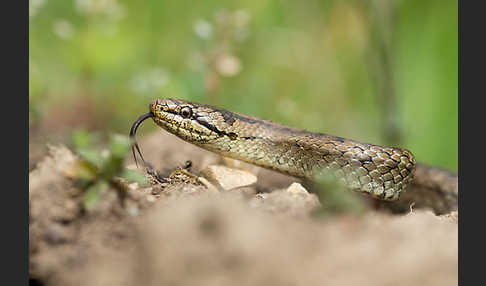 Schlingnatter (Coronella austriaca)