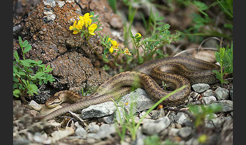 Schlingnatter (Coronella austriaca)