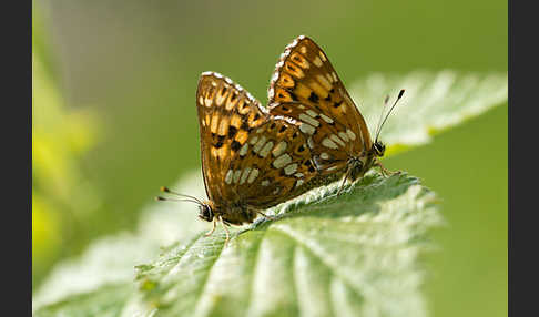 Perlbinde (Hamearis lucina)