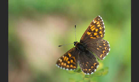 Perlbinde (Hamearis lucina)