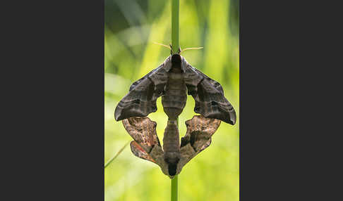 Abendpfauenauge (Smerinthus ocellatus)