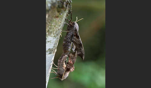 Abendpfauenauge (Smerinthus ocellatus)