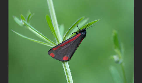 Jakobskrautbär (Tyria jacobaeae)