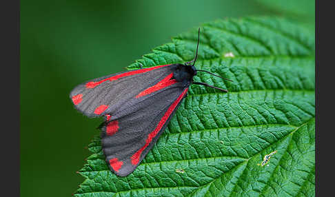 Jakobskrautbär (Tyria jacobaeae)