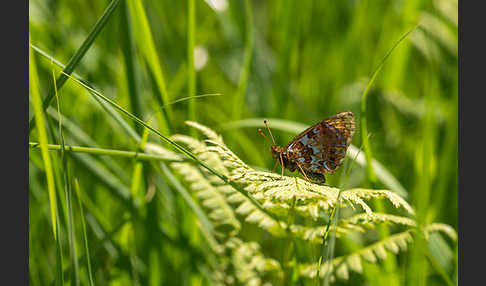 Hochmoor-Perlmutterfalter (Boloria aquilonaris)