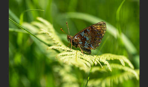 Hochmoor-Perlmutterfalter (Boloria aquilonaris)