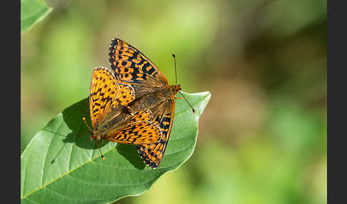 Hochmoor-Perlmutterfalter (Boloria aquilonaris)