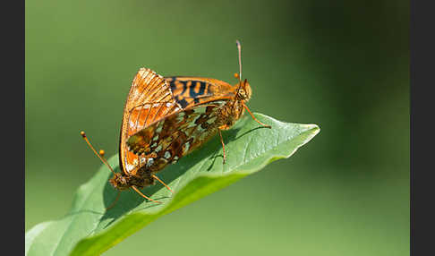 Hochmoor-Perlmutterfalter (Boloria aquilonaris)