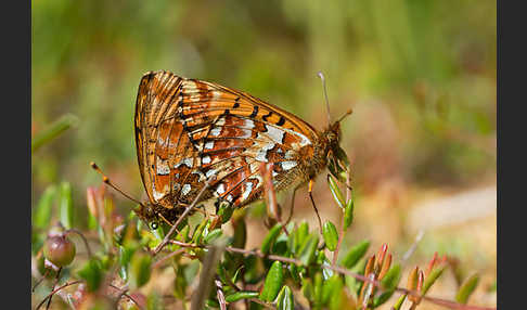 Hochmoor-Perlmutterfalter (Boloria aquilonaris)