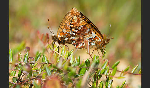 Hochmoor-Perlmutterfalter (Boloria aquilonaris)