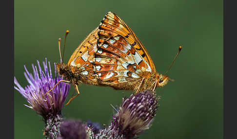 Hochmoor-Perlmutterfalter (Boloria aquilonaris)