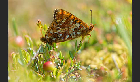 Hochmoor-Perlmutterfalter (Boloria aquilonaris)