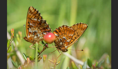 Hochmoor-Perlmutterfalter (Boloria aquilonaris)