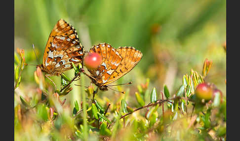 Hochmoor-Perlmutterfalter (Boloria aquilonaris)