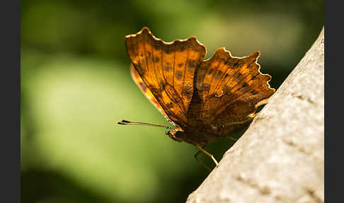 C-Falter (Polygonia c-album)