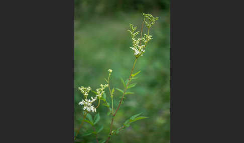 Echtes Mädesüß (Filipendula ulmaria)