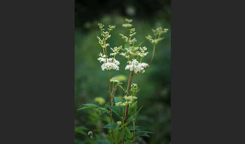 Echtes Mädesüß (Filipendula ulmaria)