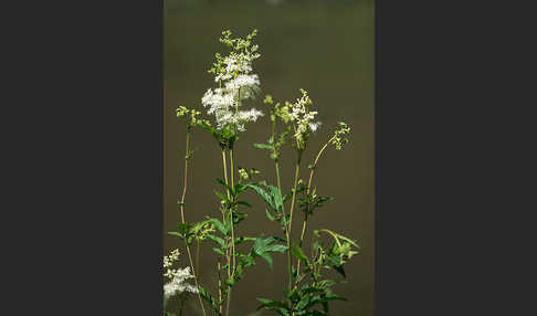 Echtes Mädesüß (Filipendula ulmaria)