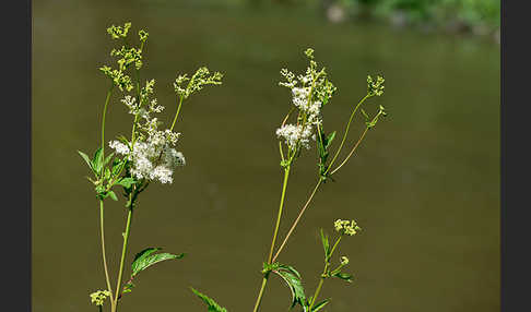 Echtes Mädesüß (Filipendula ulmaria)