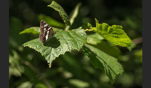 Kleiner Eisvogel (Limenitis camilla)