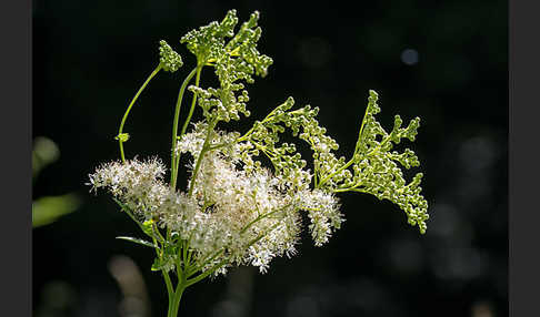 Echtes Mädesüß (Filipendula ulmaria)