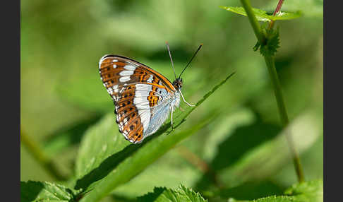 Kleiner Eisvogel (Limenitis camilla)