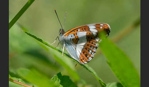 Kleiner Eisvogel (Limenitis camilla)