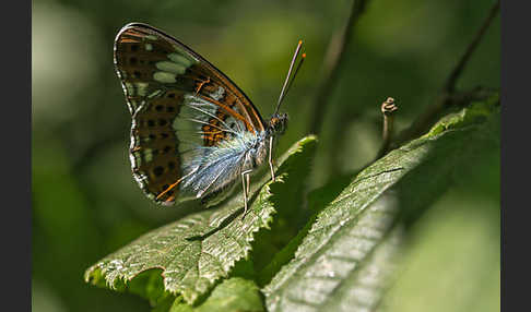 Kleiner Eisvogel (Limenitis camilla)