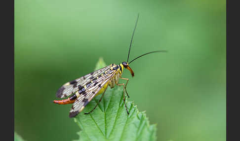 Skorpionsfliege (Panorpa communis)