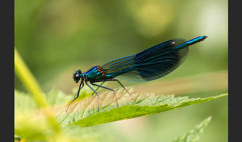 Gebänderte Prachtlibelle (Calopteryx splendens)