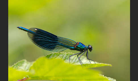 Gebänderte Prachtlibelle (Calopteryx splendens)