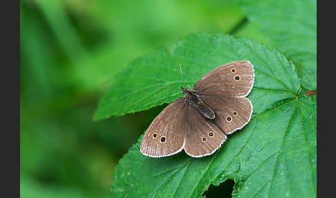 Schornsteinfeger (Aphantopus hyperantus)