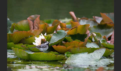 Bachstelze (Motacilla alba)