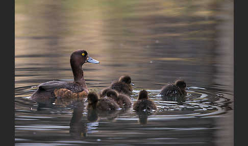 Reiherente (Aythya fuligula)