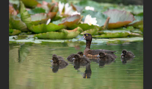 Reiherente (Aythya fuligula)