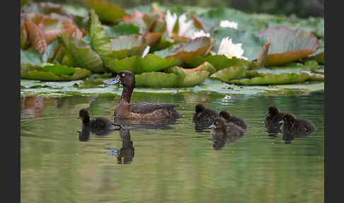 Reiherente (Aythya fuligula)