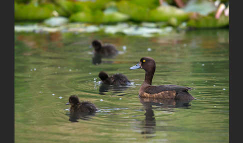 Reiherente (Aythya fuligula)