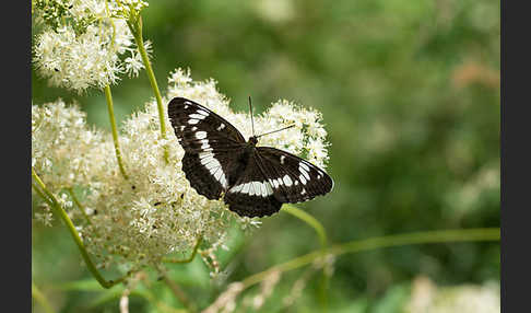 Kleiner Eisvogel (Limenitis camilla)