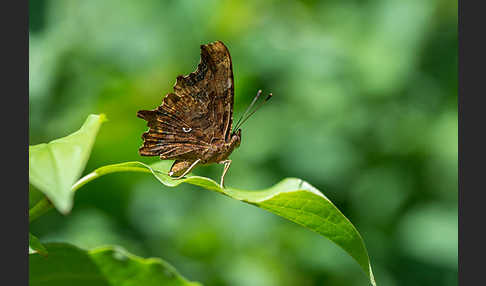 C-Falter (Polygonia c-album)