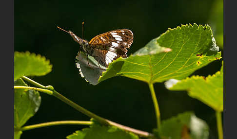 Kleiner Eisvogel (Limenitis camilla)