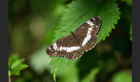 Kleiner Eisvogel (Limenitis camilla)