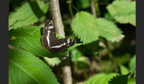 Kleiner Eisvogel (Limenitis camilla)