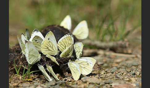 Rapsweißling (Pieris napi)