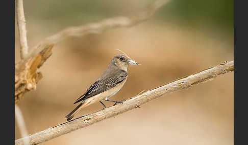 Kappensteinschmätzer (Oenanthe monacha)