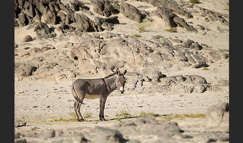 Hausesel (Equus asinus)