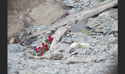 Blasiger Ampfer (Rumex vescarius)