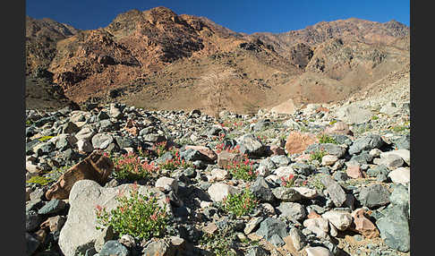 Blasiger Ampfer (Rumex vescarius)