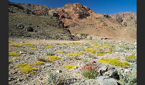 Blasiger Ampfer (Rumex vescarius)